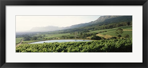 Framed Vineyard with Constantiaberg mountain range, Constantia, Cape Winelands, Cape Town, Western Cape Province, South Africa Print