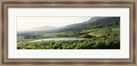 Framed Vineyard with Constantiaberg mountain range, Constantia, Cape Winelands, Cape Town, Western Cape Province, South Africa Print