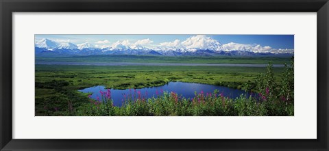 Framed Fireweed flowers in bloom by lake, distant Mount McKinley and Alaska Range in clouds, Denali National Park, Alaska, USA. Print