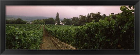 Framed Vineyard with a Cape Dutch style house, Vergelegen, Capetown near Somerset West, Western Cape Province, South Africa Print