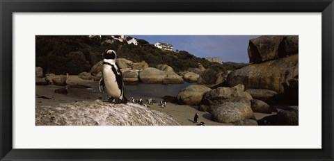 Framed Colony of Jackass penguins on the beach, Boulder Beach, Cape Town, Western Cape Province, Republic of South Africa Print