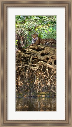 Framed Jaguar resting at the riverside, Three Brothers River, Meeting of the Waters State Park, Pantanal Wetlands, Brazil Print