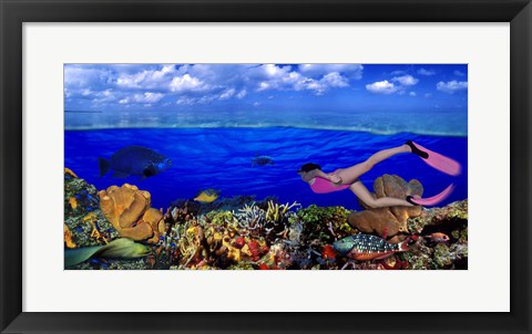 Framed Diver along reef with parrotfish, Green Moray Eel and White Spotted Filefish (Cantherhines macrocerus) underwater Print