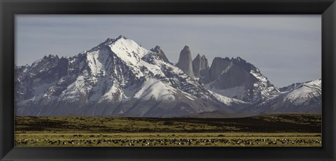 Framed Field with snowcapped mountains, Paine Massif, Torres del Paine National Park, Magallanes Region, Patagonia, Chile Print