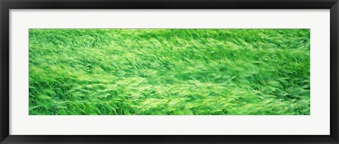 Framed Wheat Field Prince Edward Island Canada Print