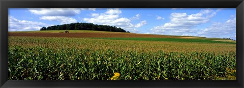 Framed Field Of Corn With Tractor In Distance, Carroll County, Maryland, USA Print