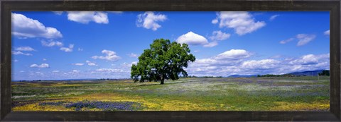 Framed Single Tree In Field Of Wildflowers, Table Mountain, Oroville, California, USA Print