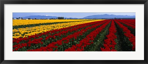 Framed Tulip Field, Mount Vernon, Washington State, USA Print