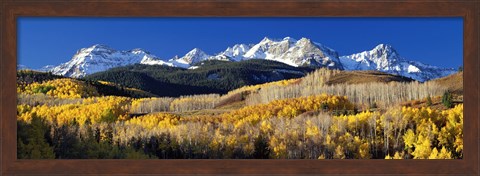 Framed USA, Colorado, Rocky Mountains, aspens, autumn Print