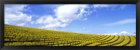 Framed Mustard Fields, Napa Valley, California, USA Print