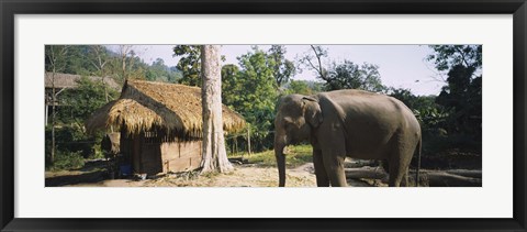 Framed Elephant standing outside a hut in a village, Chiang Mai, Thailand Print