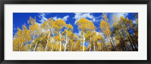 Framed USA, Colorado, Uncompahgre Nationa Forest Print