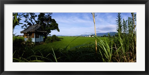 Framed Rice paddies in a field, Saga Prefecture, Kyushu, Japan Print