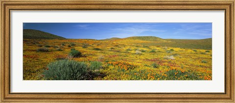 Framed View Of Blossoms In A Poppy Reserve, Antelope Valley, Mojave Desert, California, USA Print