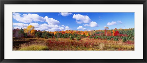 Framed Autumn Foliage, New York State, USA Print