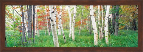 Framed Birch trees in a forest, Acadia National Park, Maine Print