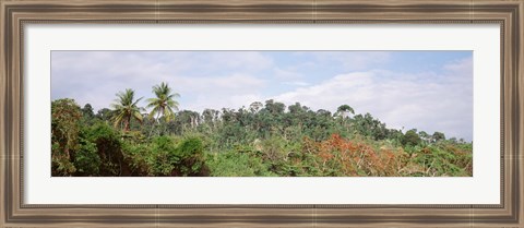 Framed Plant growth in a forest, Manual Antonia National Park, Quepos, Costa Rica Print