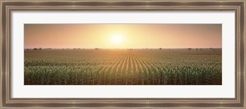 Framed View Of The Corn Field During Sunrise, Sacramento County, California, USA Print