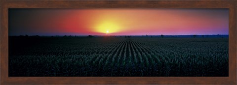 Framed Corn field at sunrise Sacramento Co CA USA Print