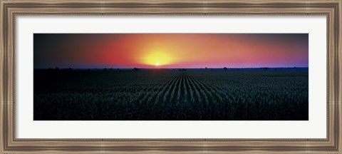 Framed Corn field at sunrise Sacramento Co CA USA Print