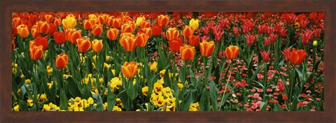 Framed Tulips in a field, St. James&#39;s Park, City Of Westminster, London, England Print
