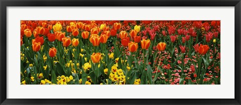 Framed Tulips in a field, St. James&#39;s Park, City Of Westminster, London, England Print