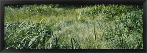 Framed Grass on a marshland, England Print