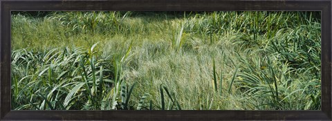 Framed Grass on a marshland, England Print