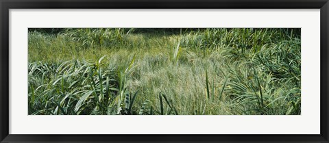 Framed Grass on a marshland, England Print