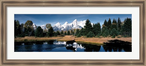 Framed Moose &amp; Beaver Pond Grand Teton National Park WY USA Print