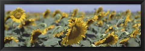 Framed USA, California, Central Valley, Field of sunflowers Print