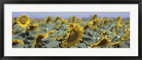 Framed USA, California, Central Valley, Field of sunflowers Print