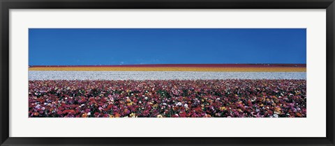 Framed Ranunculus Flowers, Carlsbad CA Print