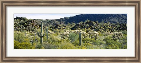 Framed Saguaro cactus (Carnegiea gigantea) in a field, Sonoran Desert, Arizona, USA Print