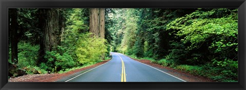 Framed Road passing through a forest, Prairie Creek Redwoods State Park, California, USA Print