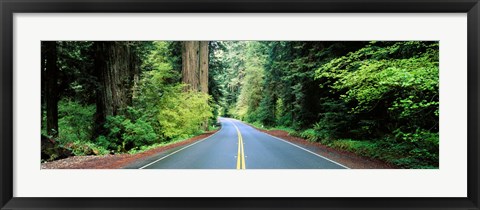 Framed Road passing through a forest, Prairie Creek Redwoods State Park, California, USA Print