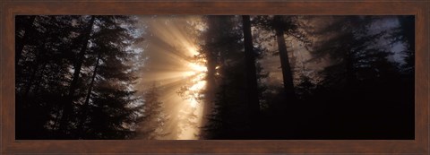 Framed God Rays, Redwoods National Park, CA Print