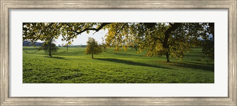Framed Trees In A Field, Aargau, Switzerland Print