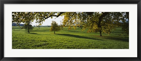 Framed Trees In A Field, Aargau, Switzerland Print