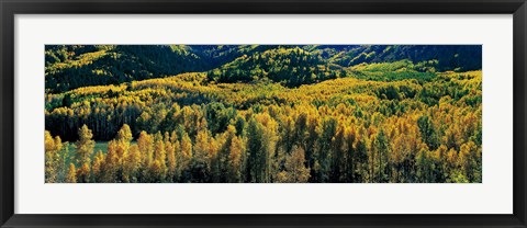 Framed Autumn Aspens, Colorado, USA Print