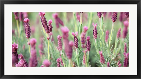 Framed High angle view of Italian Lavender Print