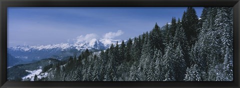 Framed Trees in a forest, Interlaken, Berne Canton, Switzerland Print