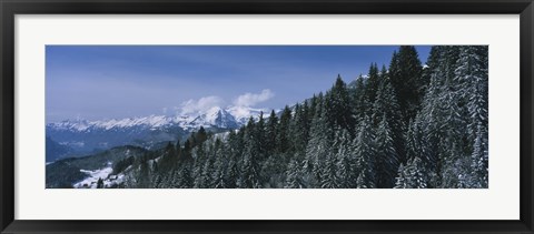 Framed Trees in a forest, Interlaken, Berne Canton, Switzerland Print