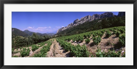 Framed France, Provence, Dentelles de Montmiral, Vineyard on the mountain Print