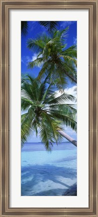 Framed Maldives Palm Trees Print