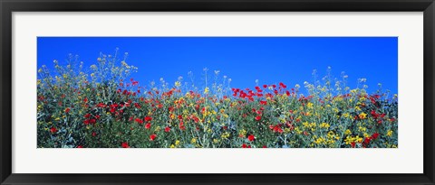 Framed Poppy field Tableland N Germany Print