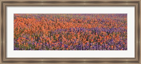 Framed Texas Bluebonnets and Indian Paintbrushes in a field, Texas, USA Print