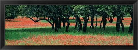 Framed Indian Paintbrushes And Scattered Oaks, Texas Hill Co, Texas, USA Print