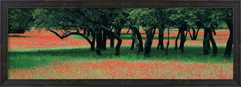 Framed Indian Paintbrushes And Scattered Oaks, Texas Hill Co, Texas, USA Print