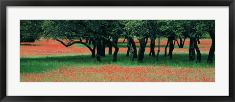 Framed Indian Paintbrushes And Scattered Oaks, Texas Hill Co, Texas, USA Print